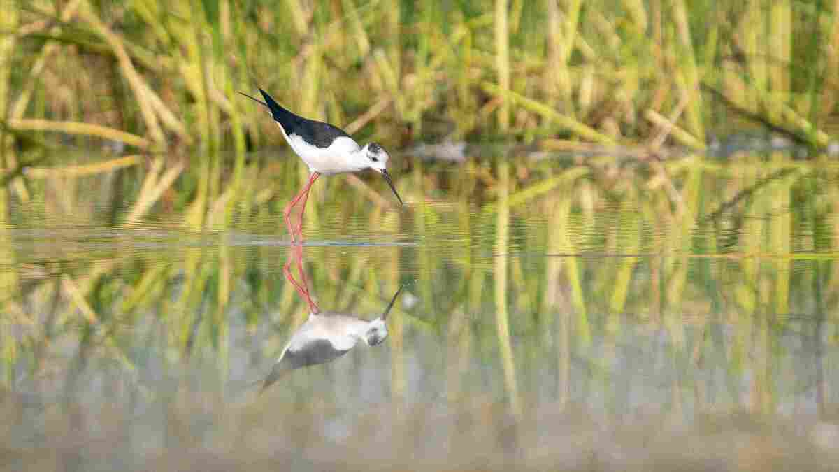 Porbandar Bird Sanctuary